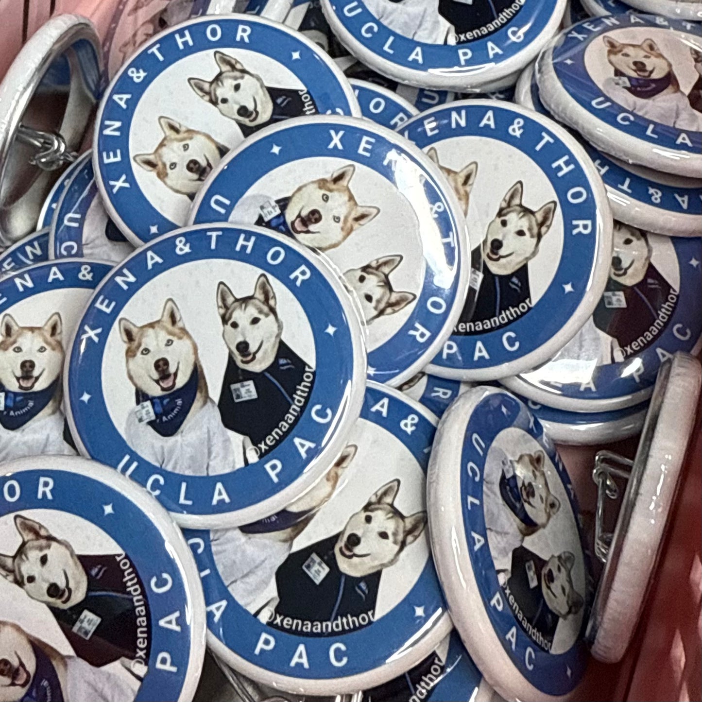 UCLA PAC Therapy Dog 1.25" Buttons or Magnets