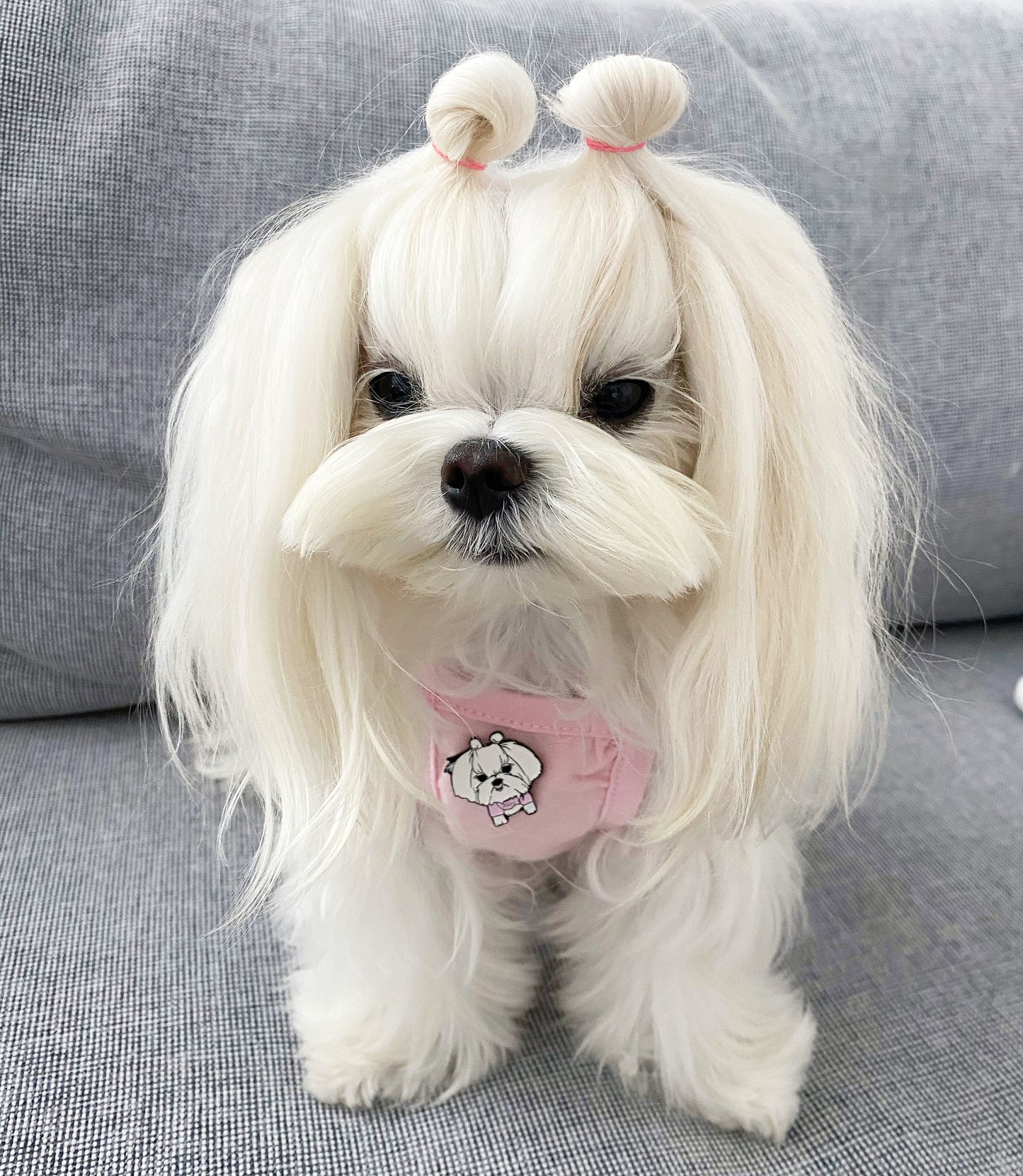 Abby Enamel Pin - 100% of Proceed Will be Donated to Pet Partners