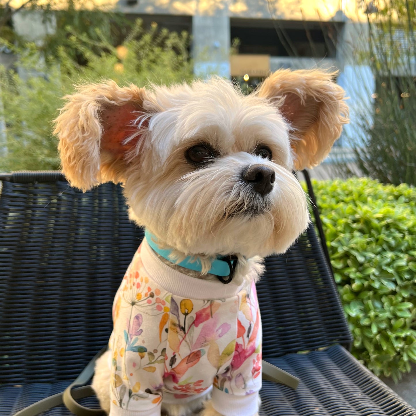 Non-Adjustable 5/8" Wide Biothane Collar